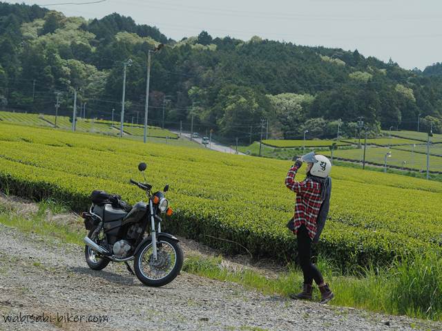 茶畑の新芽とバイク乗り