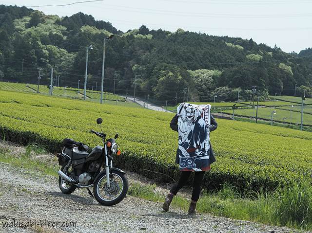 オタ活バイク写真 茶畑と志々雄真実