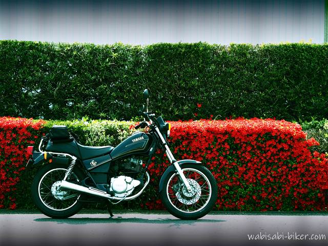 ツツジの生垣とオートバイ YAMAHA SR125