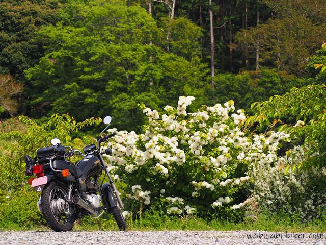 オオデマリの花とオートバイ YAMAHA SR125