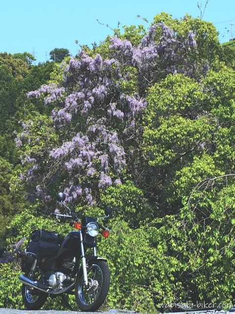 藤の花とオートバイ YAMAHA SR125