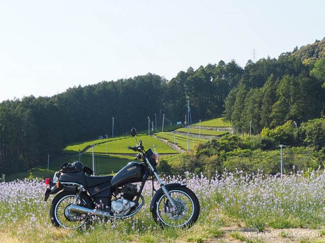 マツバウンランの花とオートバイ YAMAHA SR125
