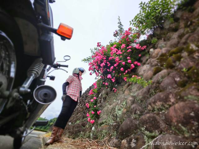 石垣に咲くピンクのつるバラの前で、SR125と共に写るライダーの自撮り。花と並びたくて構図を工夫し、隙間に入り込むように撮影された一枚