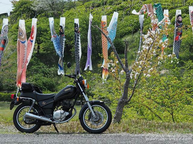 鯉のぼりとバイクと桜 YAMAHA SR125