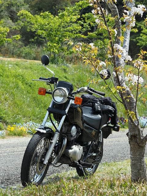桜とバイク YAMAHA SR125