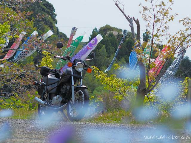 ネモフィラ越しに見えるSR125と、風に揺れる鯉のぼり。わずかに桜も残る、春から初夏へ移ろう時期の風景