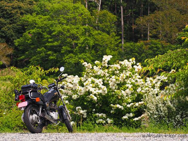 白いオオデマリの花が満開に咲く初夏の風景。左手前にはSR125がそっと寄り添うように停められている