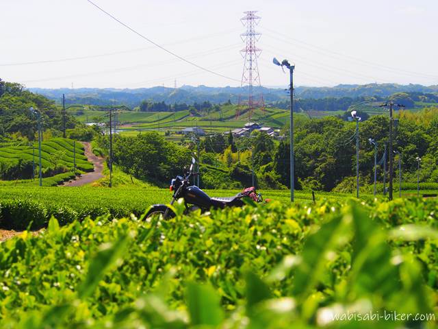 5月の新茶の季節、緑の茶畑の中に溶け込むように佇むYAMAHA SR125。茶畑を主役にした静かな風景写真