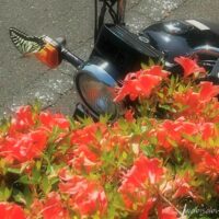 赤いサツキの花越しに見える黒いバイクSR125のウインカーに、アゲハチョウが舞っている初夏らしい気配を感じる写真。