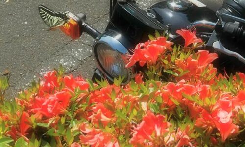 赤いサツキの花越しに見える黒いバイクSR125のウインカーに、アゲハチョウが舞っている初夏らしい気配を感じる写真。