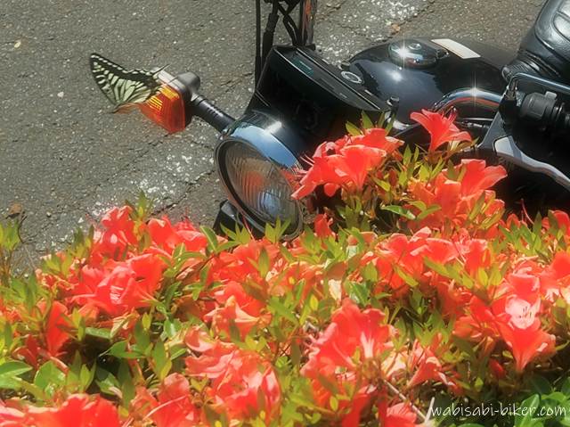 赤いサツキの花越しに見えるSR125のウインカーに、アゲハチョウが舞っている。初夏らしい命の気配を感じる写真