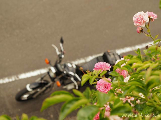 つるバラ越しに見下ろすように撮影されたSR125。小さなピンクの花と黒いバイクが呼応する、上から構図の初夏の一枚