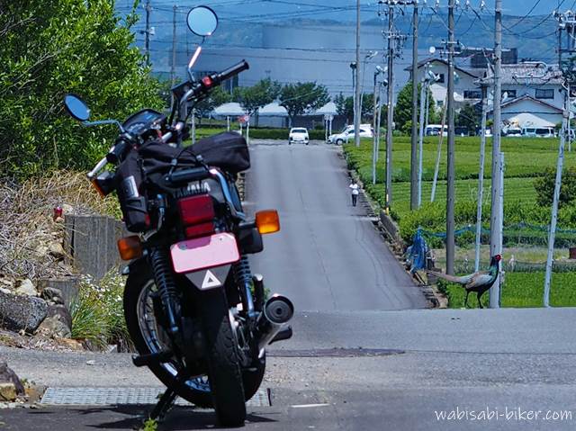 バイクとキジ YAMAHA SR125