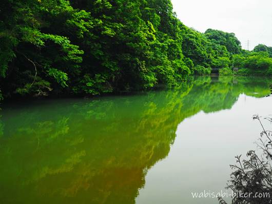 池の水面