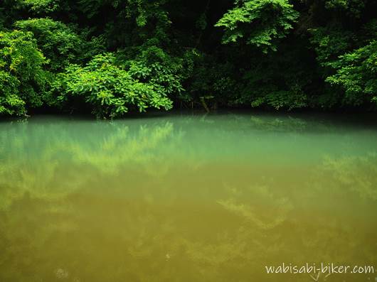 池の水面