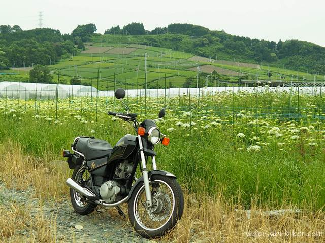 ニンジンの花とオートバイ YAMAHA SR125