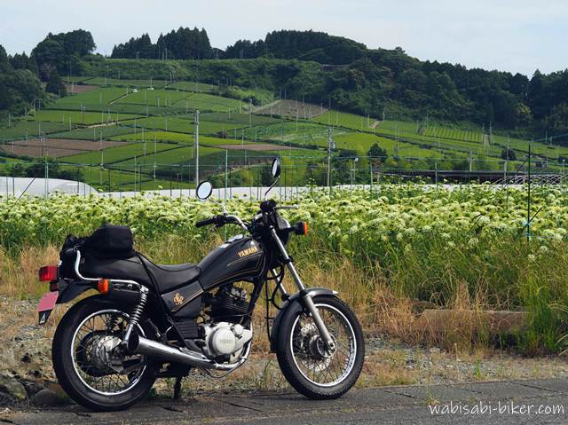 手前に黒いバイク(YAMAHA SR125)を停め、奥には白いニンジンの花が咲き、その向こうに美しく整った茶畑の斜面が広がる。自然の色の重なりと人工物の調和が印象的な構図