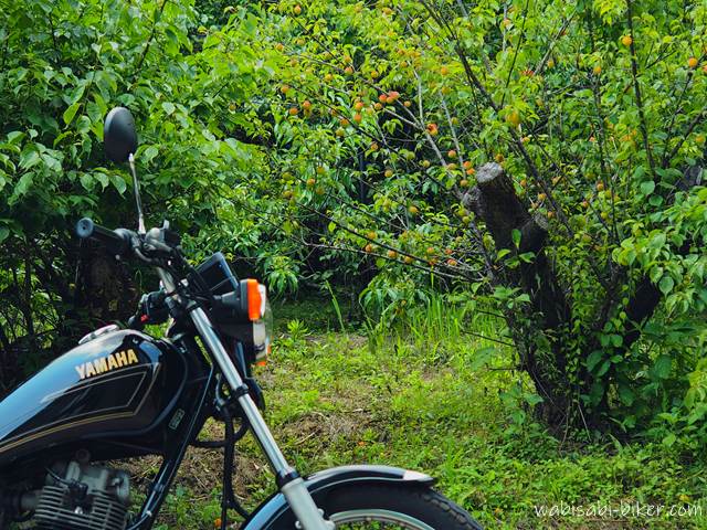青々とした葉に囲まれた梅の木と、その手前に停められたYAMAHA SR125のフロント部分。木にはうっすらと実った梅の実が見え、静かな梅雨の情景を切り取った一枚