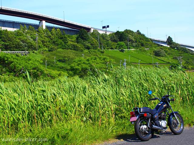 背後にバイパスの高架が走り、その手前には緑豊かな茶畑と雑草が生い茂る風景。画面右下に黒いバイク(YAMAHA SR125)がぽつんと置かれ、万緑の勢いと人工物の対比が印象的な初夏の一枚