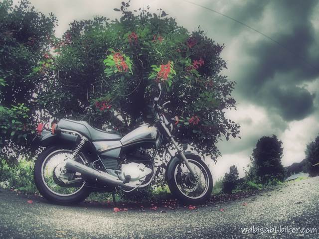 アメリカデイゴと梅雨空とオートバイ YAMAHA SR125