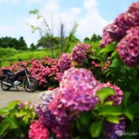 赤紫に色づいた紫陽花が手前と奥に咲き、その隙間からSR125が静かに立つ。空は晴れ、紫陽花はやや枯れかけだが、色彩の強さとバイクの対比が印象的