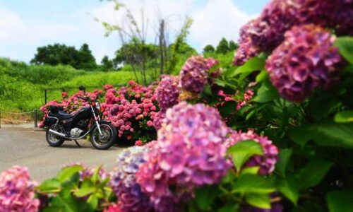 赤紫に色づいた紫陽花が手前と奥に咲き、その隙間からSR125が静かに立つ。空は晴れ、紫陽花はやや枯れかけだが、色彩の強さとバイクの対比が印象的