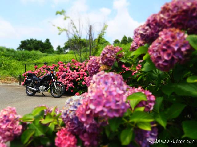 赤紫に色づいた紫陽花が手前と奥に咲き、その隙間からSR125が静かに立つ。空は晴れ、紫陽花はやや枯れかけだが、色彩の強さとバイクの対比が印象的