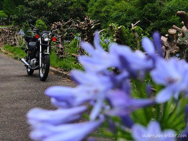 アガパンサスとオートバイ YAMAHA SR125