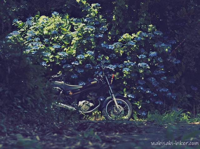 陽射しが差し込む小道沿いに停められたYAMAHA SR125。青紫の紫陽花が背後に咲き乱れる中、光を受けて静かに佇むバイク。撮影者は日陰からこの光景を捉えている