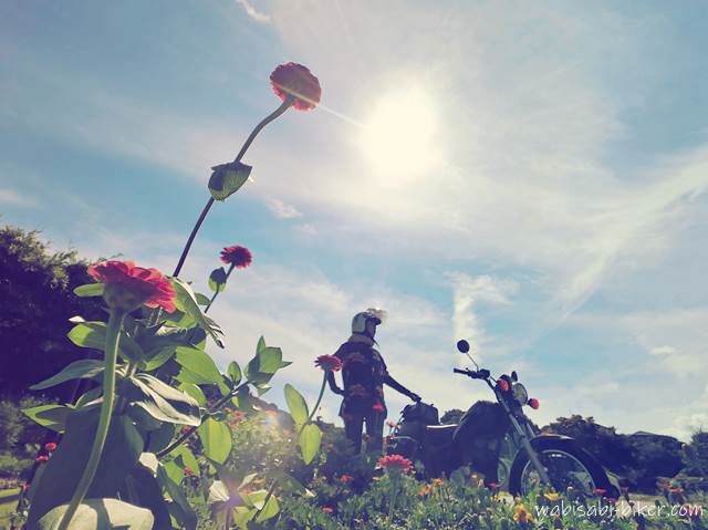 ガーベラの花とバイク乗り