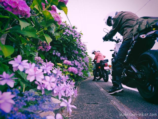 アジサイと夫婦バイク乗り