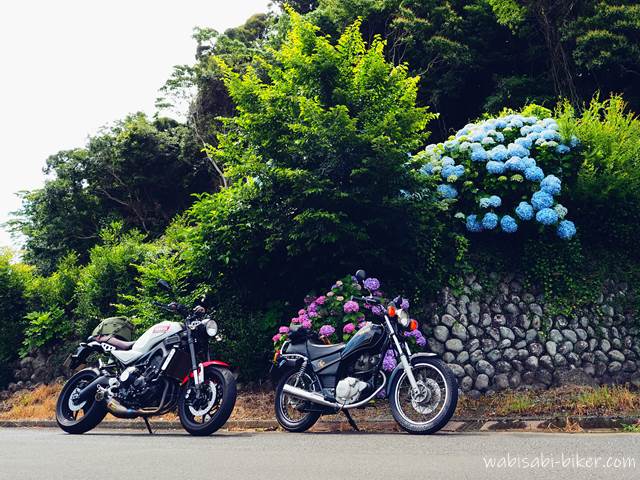 アジサイとオートバイ YAMAHA SR125,XSR900