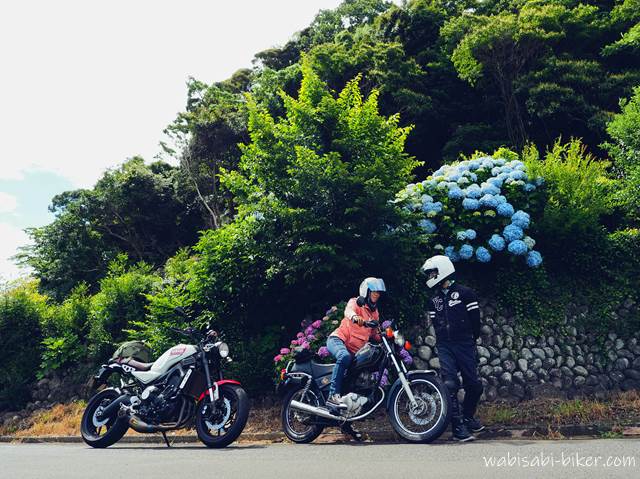 アジサイと夫婦バイク乗り YAMAHA SR125、XSR900