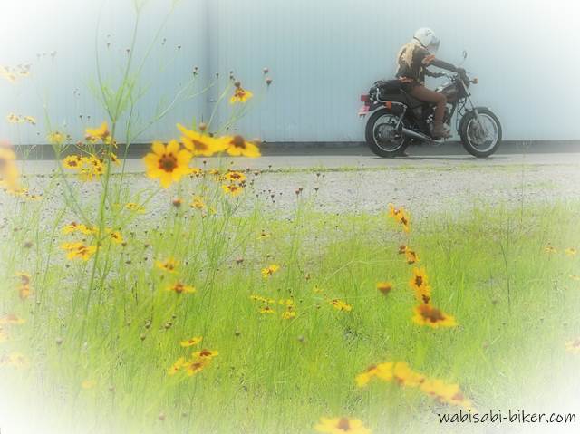 ハルシャギクの花とバイク乗り