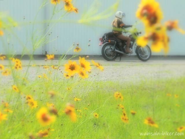 前景に黄色いハルシャギクが広がり、奥にはバイク(YAMAHA SR125)に跨る人物がぼんやりと写っている。花にピントを合わせた、夏の記録的な一枚