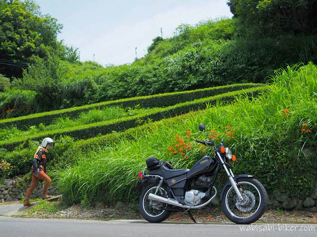茶畑の斜面を背景に、道路脇に停まるバイク(YAMAHA SR125)。手前にはオレンジ色のヒメオオギスイセンが咲いており、奥ではアロハシャツを着た人物が坂を歩いて登っている自撮り写真