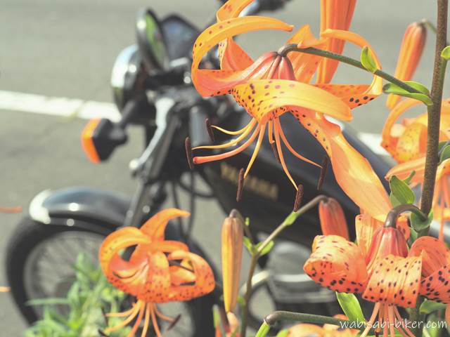 ユリの花とオートバイ YAMAHA SR125