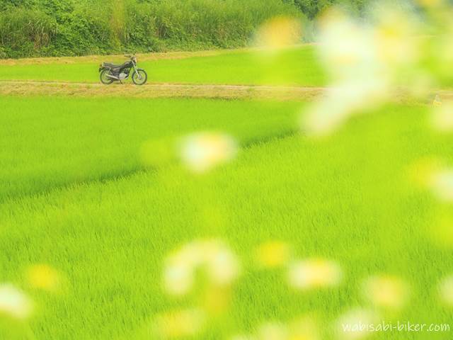 緑の田んぼと白い花とバイクの風景