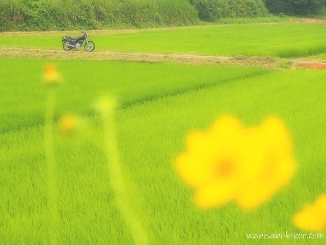 緑の田んぼと黄色い花とオートバイ