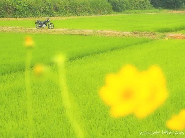 7月の緑の田んぼに停まるバイク(YAMAHA SR125)。手前には黄色い花が大きく前ボケで写り、夏の陽炎のようなぼんやりとした風景が広がる