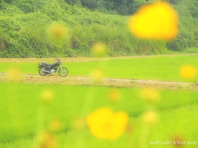 緑の田んぼと黄色い花とオートバイ