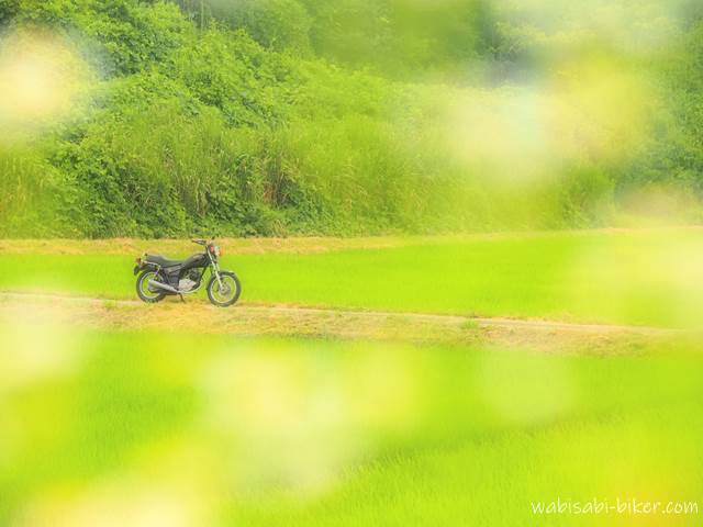 緑の田んぼと白い花とバイクの風景