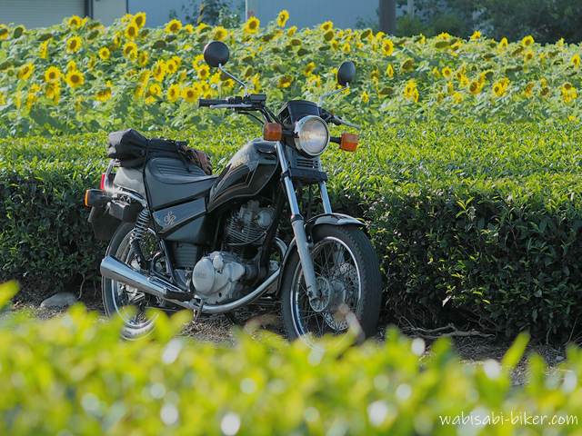手前に茶畑が広がり、奥にはヒマワリ畑が咲き並ぶ。中央には黒いバイク（YAMAHA SR125）が停まり、静岡らしい夏の風景が交差している一枚