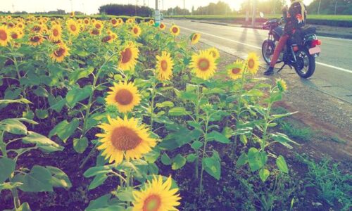道沿いに咲き揃うひまわり畑の手前に、YAMAHA SR125が停まり、バイクに跨った女性ライダーが夕陽を受けて佇んでいる。夏の終わりを感じさせる光景