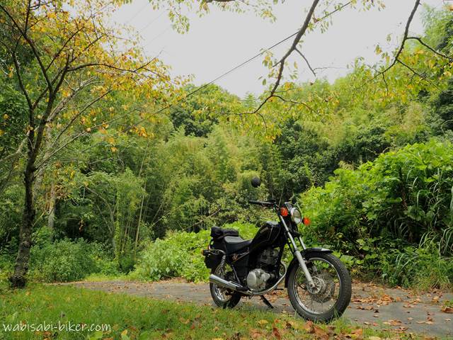 桜の黄葉とオートバイ YAMAHA SR125