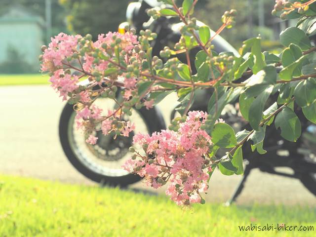 サルスベリの花とオートバイ YAMAHA SR125