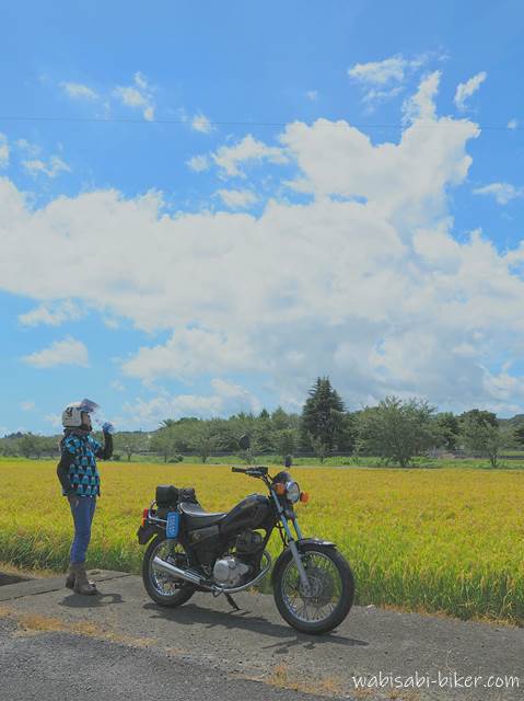 黄金色の稲穂と女性バイク乗り YAMAHA SR125