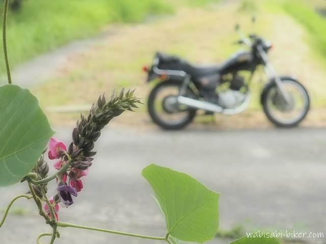 葛の花とオートバイ YAMAHA SR125