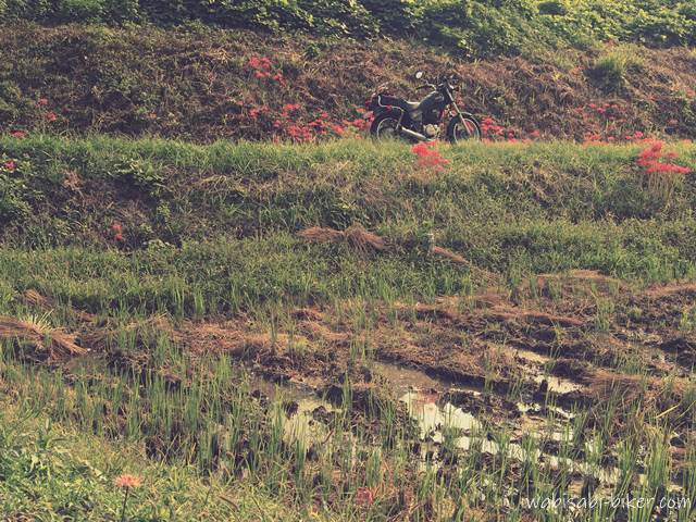 稲刈り後の田んぼと、畦道にまばらに咲く赤いヒガンバナを背景に、黒いバイク(YAMAHA SR125)が奥の土手に停車している。田んぼにはまだ水が残り、稲の切り株が並ぶ秋の風景。