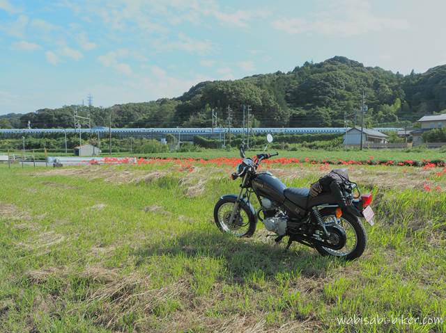 バイクと新幹線と彼岸花 YAMAHA SR125